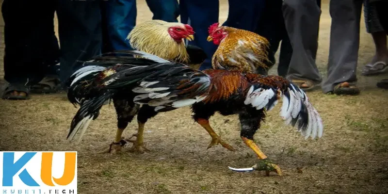 Cẩm nang giúp bạn thành công khi tham gia cá độ đá gà cựa sắt