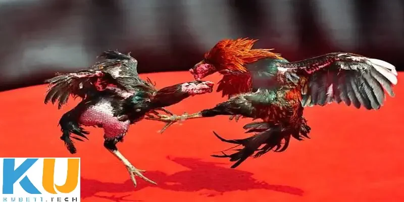 Cách chơi đá gà trên mạng uy tín tại Kubet Hướng dẫn cách chơi đá gà trên mạng uy tín Kubet