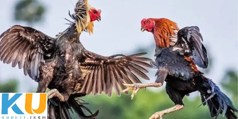 Luật chơi cá độ đá gà cựa sắt cập nhật mới nhất 2025