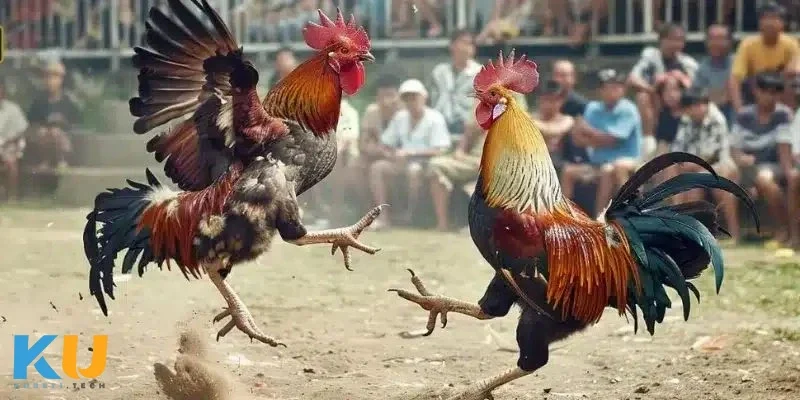 Đá Gà Mạng Uy Tín - Thế Giới Giải Trí Hấp Dẫn Và Minh Bạch Lưu ý quan trọng khi chơi đá gà mạng để luôn an toàn