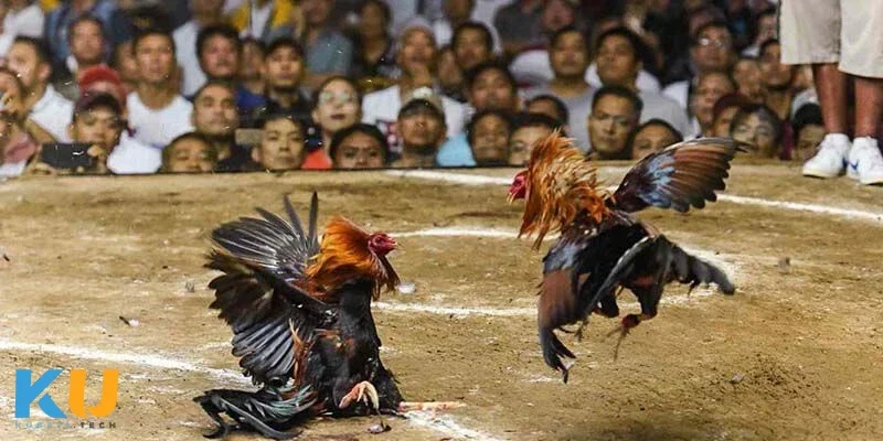 Đá Gà Mạng Uy Tín - Thế Giới Giải Trí Hấp Dẫn Và Minh Bạch Phân tích các hình thức đặt cược phổ biến trong đá gà mạng