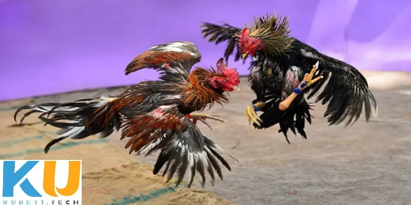 Đá gà cựa dao kinh điển Kubet - Bí quyết chọi gà hoàn hảo Sự hấp dẫn của loại hình đá gà cựa dao kinh điển